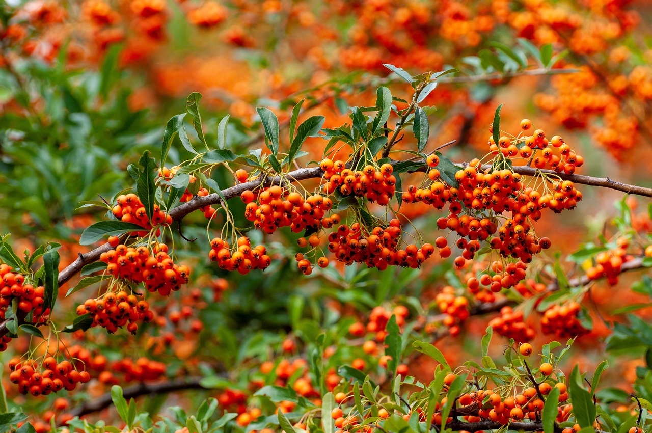 rowan-6651872_1280